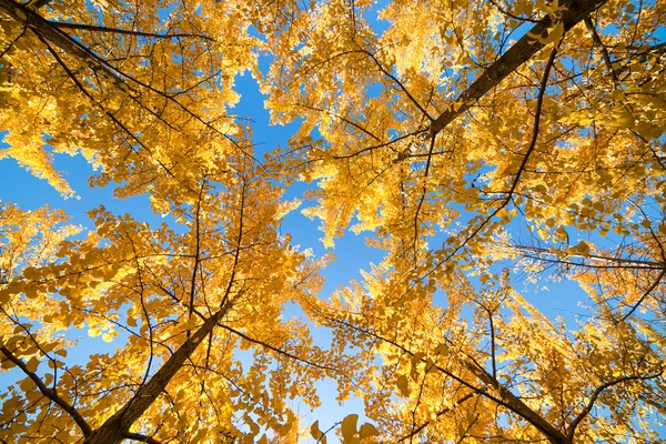 Hojas de otoño —  Fotos de Stock