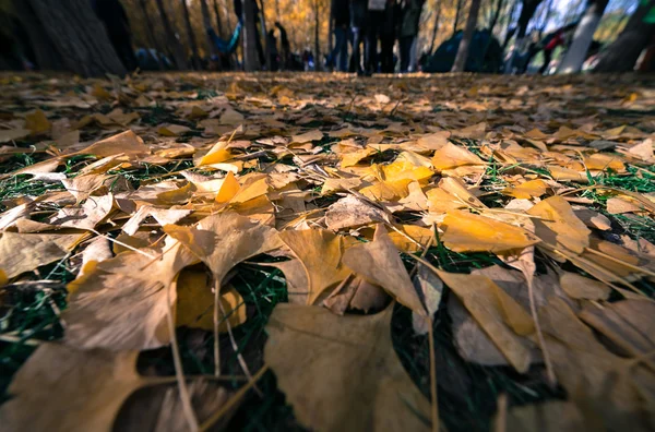 Hojas de otoño —  Fotos de Stock