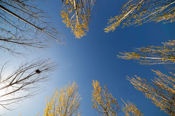 Hojas de otoño —  Fotos de Stock