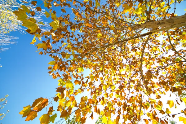 Hojas de otoño —  Fotos de Stock