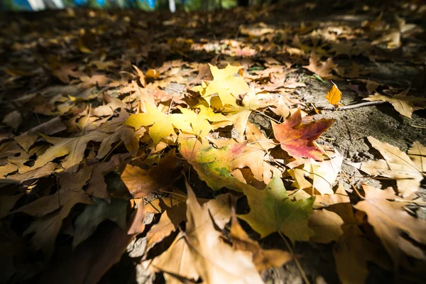 Hojas de otoño —  Fotos de Stock