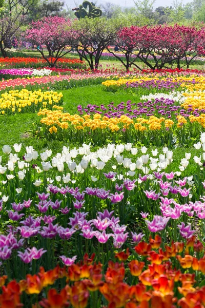 Tulipán bajo el sol con agua — Foto de Stock