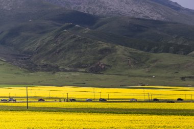 Qinghai Gölü çiçek açan kanola çiçeği