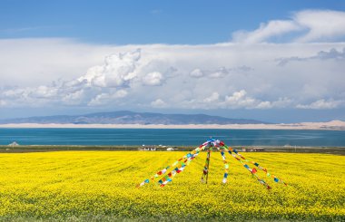 Qinghai Gölü çiçek açan kanola çiçeği