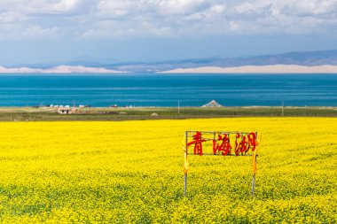 Qinghai Gölü çiçek açan kanola çiçeği