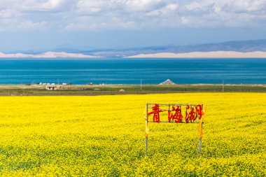 Qinghai Lake blooming canola flower clipart