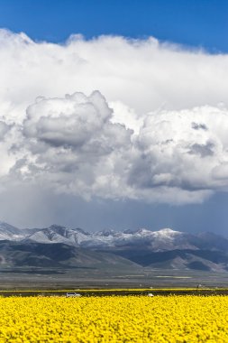 Qinghai Gölü manzarası ve kar dağ