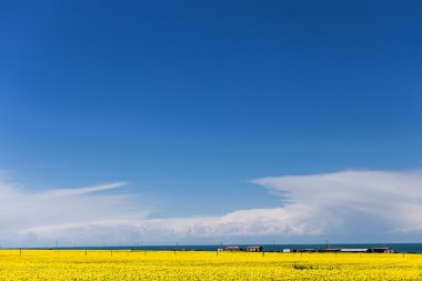 Qinghai Gölü çiçek açan kanola çiçeği