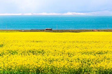 Qinghai Gölü çiçek açan kanola çiçeği