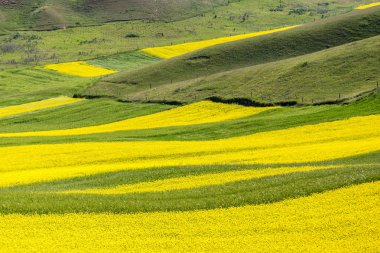 Qilian ilçe Danxia deniz doğal kanola çiçeği