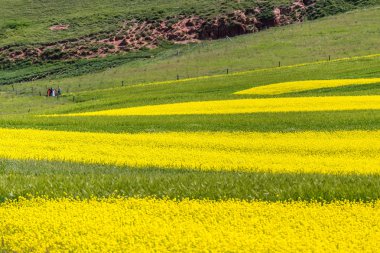 Qilian ilçe Danxia deniz doğal kanola çiçeği