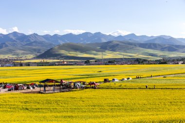 Çin Qing-hai erkekler-yuan kanola çiçek Denizi