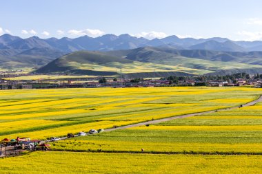 Çin Qing-hai erkekler-yuan kanola çiçek Denizi