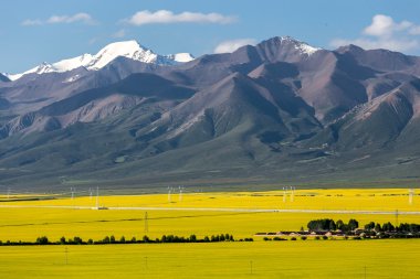 Çin Qing-hai erkekler-yuan kanola çiçek Denizi