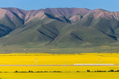 Çin Qing-hai erkekler-yuan kanola çiçek Denizi