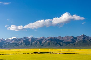 Çin Qing-hai erkekler-yuan kanola çiçek Denizi