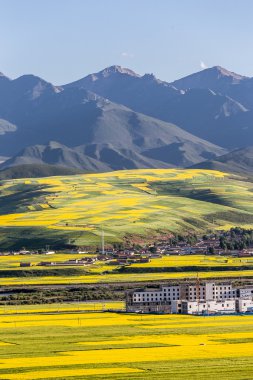 Çin Qing-hai erkekler-yuan kanola çiçek Denizi