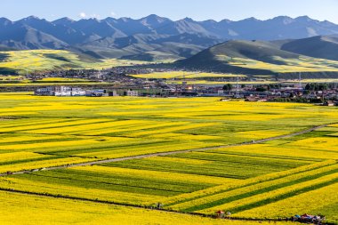 Çin Qing-hai erkekler-yuan kanola çiçek Denizi