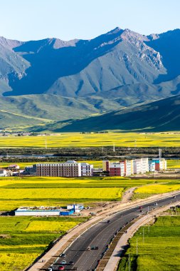 Çin Qing-hai erkekler-yuan kanola çiçek Denizi