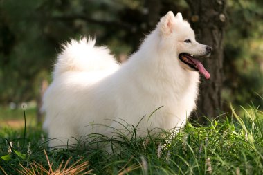 Sevimli beyaz Samoyed