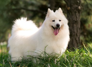 Sevimli beyaz Samoyed