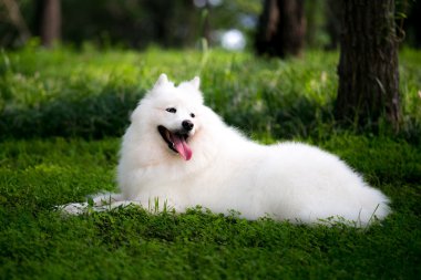 Sevimli beyaz Samoyed