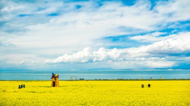 Qinghai Gölü çiçek açan kanola çiçeği