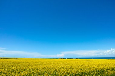 Qinghai Gölü çiçek açan kanola çiçeği