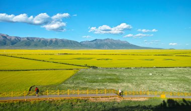 Çin Qing-hai erkekler-yuan kanola çiçek Denizi