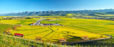 Çin Qing-hai erkekler-yuan kanola çiçek Denizi