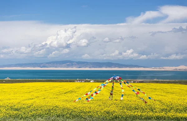 Qinghai Gölü çiçek açan kanola çiçeği
