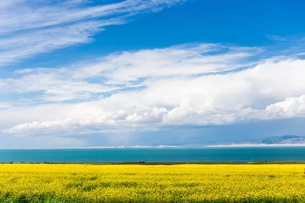 Qinghai Gölü çiçek açan kanola çiçeği