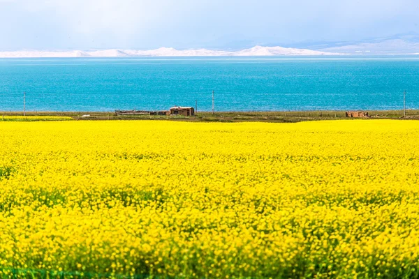 Qinghai Gölü çiçek açan kanola çiçeği