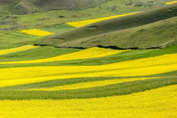 Qilian ilçe Danxia deniz doğal kanola çiçeği