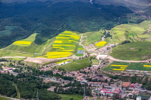 祁连县丹霞景区海油菜花 — 图库照片