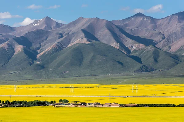 China Qing-hai Hombres-yuan canola flor mar — Foto de Stock