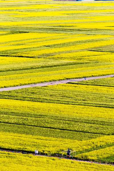 China Qing-hai Men-yuan canola flower sea — Stock Photo, Image