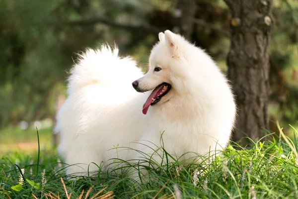 Χαριτωμένο λευκό Samoyed — Φωτογραφία Αρχείου