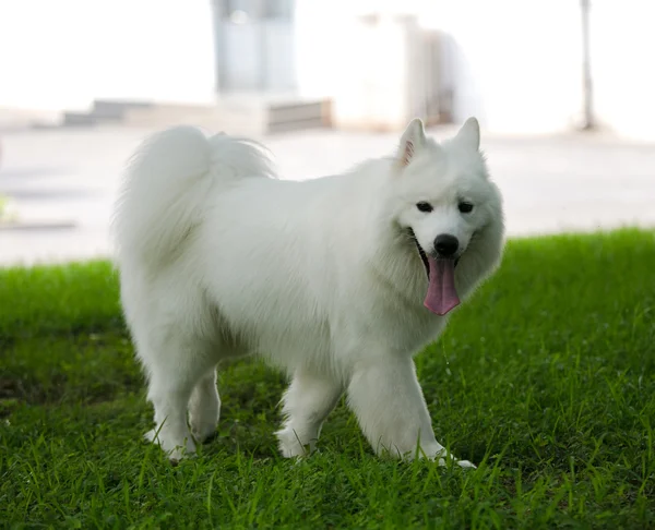 Söt vit samojed — Stockfoto