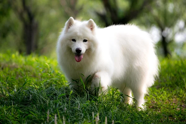 Sevimli beyaz Samoyed