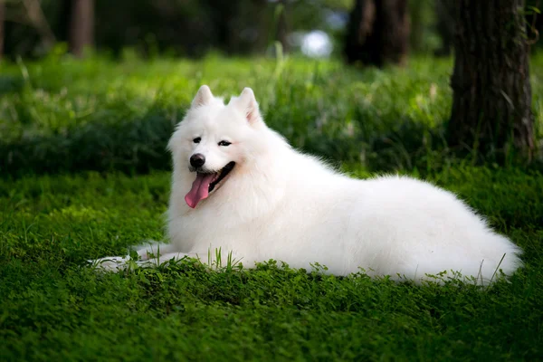 Söt vit samojed — Stockfoto