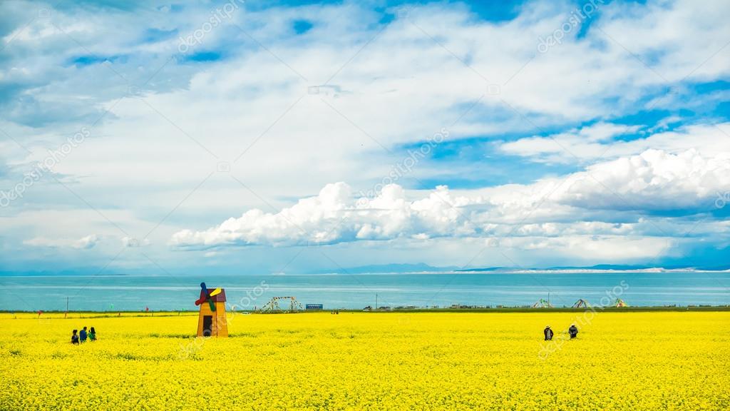 Qinghai Lake blooming canola flower