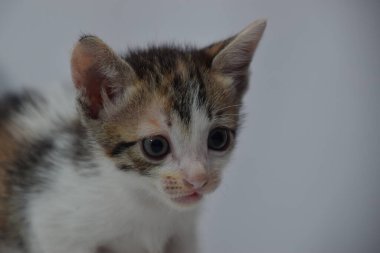 Renkli çizgili şirin bir kedi, fotoğraf stüdyosundan alınmış, ikinci fotoğraf.