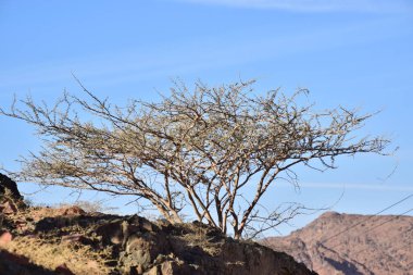 Tepelerde büyüyen küçük bir ağacın fotoğrafı.