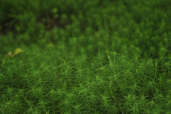 浓密柔软的河草和绿色苔藓特写 — 图库照片