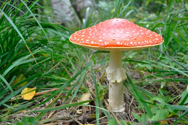 Fly Agaric Close Entre Grama Verde Floresta — Fotografia de Stock