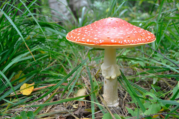 Fly agaric close-up among the forest green grass.