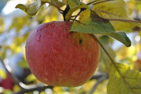 A red Apple is hanging from a tree branch, and water drops are flowing over it in close-up.