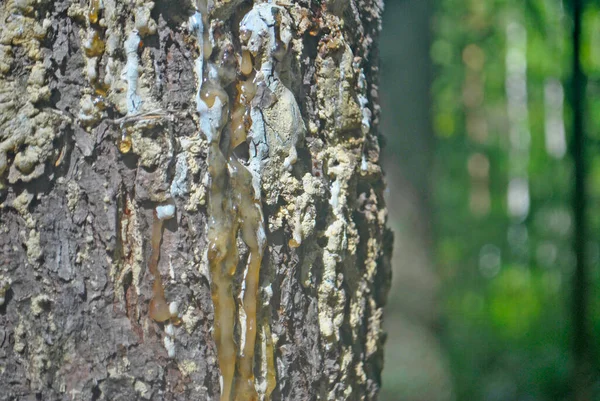 Resina Corre Pelo Tronco Árvore Close Fundo Uma Floresta Verde — Fotografia de Stock