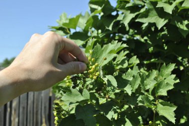 Bir adamın eli mavi bir gökyüzü ve ahşap bir çitin arkasında yeşil bir viburnum üzümü topluyor..